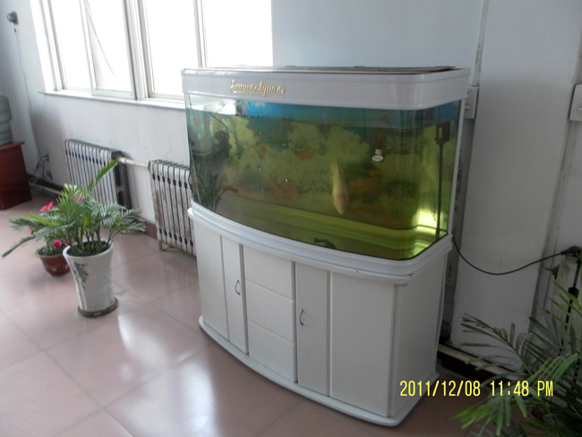 生态鱼缸，鲜花