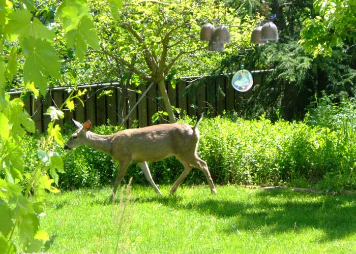 日本科研人员：老人每天喝多杯绿茶 可减低患忧郁症风险