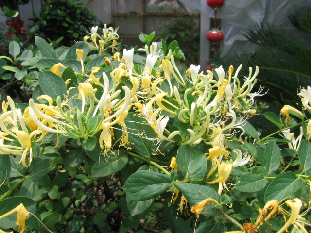 夏季良药千金不换金银花