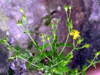 地衣菜 清热明目益气