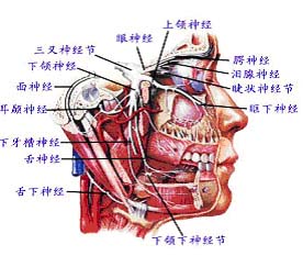 上火时吹凉风最易面瘫