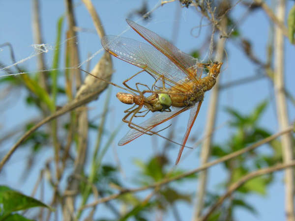 夏日游公园 小心“虫虫