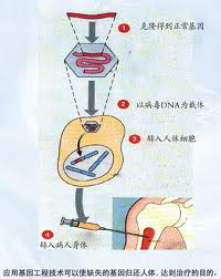 英科学家用基因疗法让癌细胞自杀