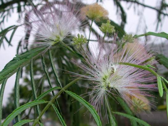 合欢花解忿 黄花菜忘忧