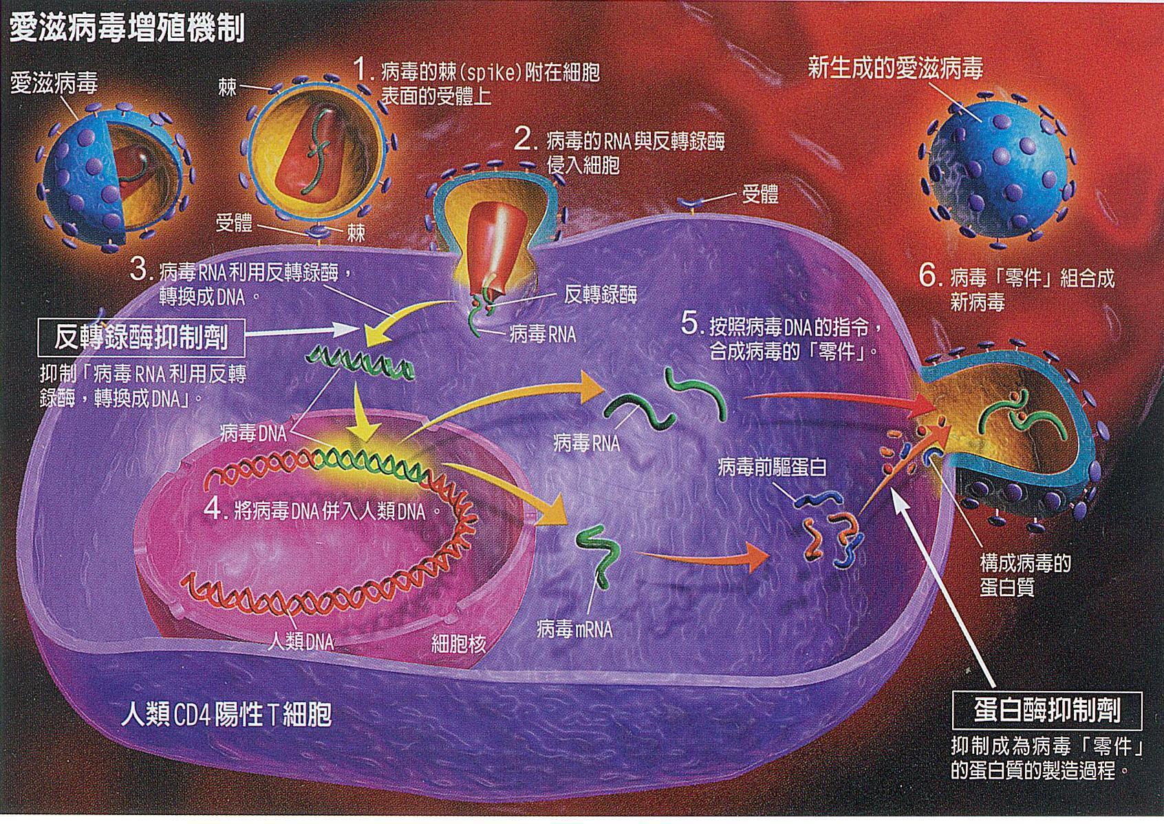 “鸡尾酒疗法”把爱之病新例减半