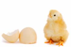 英科学家:鸡生蛋OR蛋生鸡? 