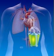 用人工肺 老鼠持续呼吸6小时