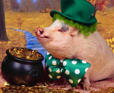 英研究:猪和人一样有喜怒哀乐