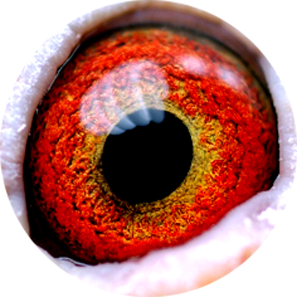 自辨气血状况十二看