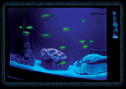 澳洲发现荧光珊瑚有助研究抗癌药物