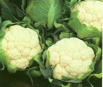 吃花椰菜和芭蕉可防肠道疾病