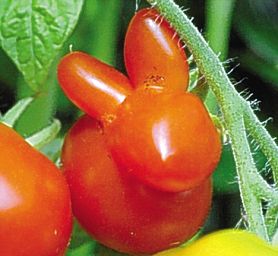 畸形水果癌致？到底能不能吃？