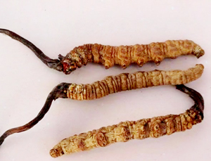 专家提醒鉴别假虫草先看头再看脚