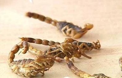 英研究说一种蝎毒有助心脏搭桥手术成功