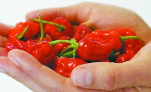 专家:辣得适中有益健康