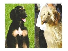 日本培养出嗅癌犬能闻出谁患肠癌