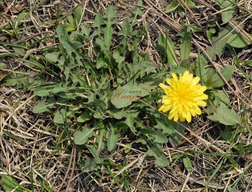 春天最好的“排毒草”