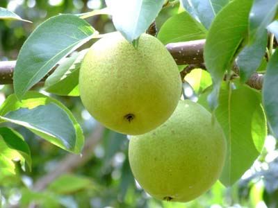 警惕水果有毒:7种水果易被化学处理