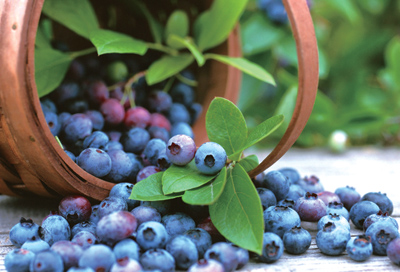 13种食物 让你变聪明