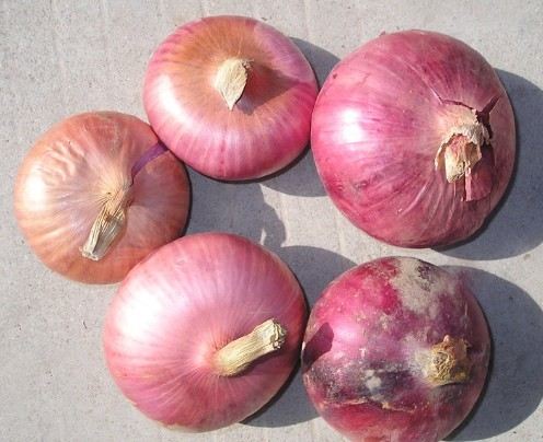 洋葱对人体的八大益处