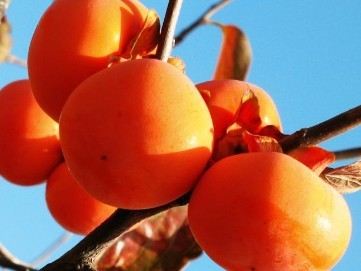 谁是营养师最爱的食物