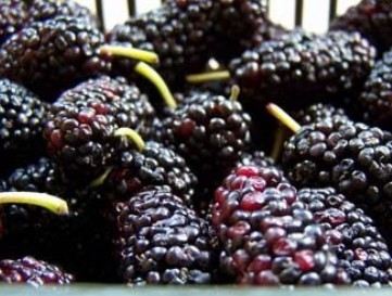 9大养血补肾“黑食” 让你气色好