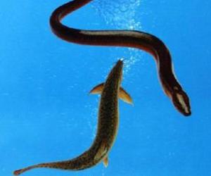 医生提醒常吃六种肉类可促进男性性功能