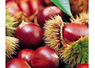 秋季养生 11种补肾健脾食物