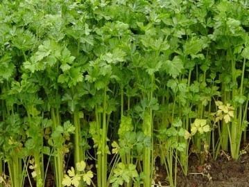 十种食物让你的牙齿更白亮