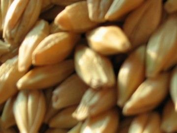 秋季五种面相者如何养生