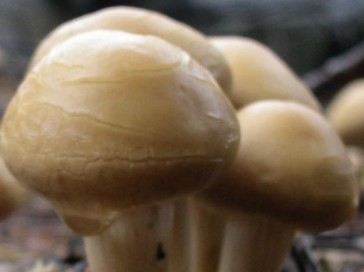 秋季常吃7种蔬菜养颜淡斑