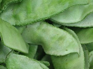 常见豆类有哪些特殊功效