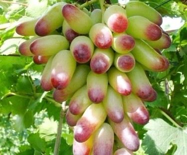 冬季常吃12种食物清脂排毒御寒