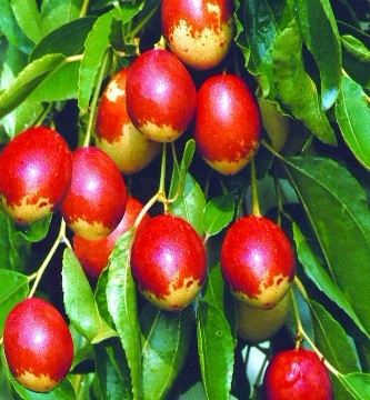 生活提示：红枣怎么吃最补人