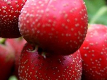 每天吃山楂有助于消除脂肪肝