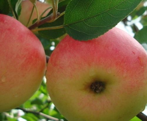 10佳保健水果排行榜