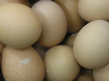 和鸡蛋不宜同食的食品