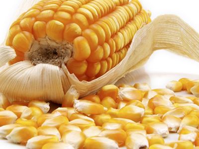 春节怎么吃饭最健康 怎么吃饭不发胖