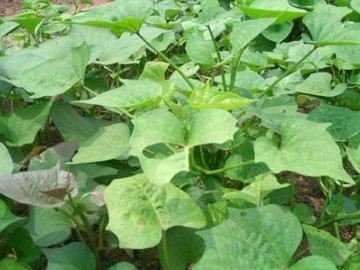 有效抗癌防癌的平民食物