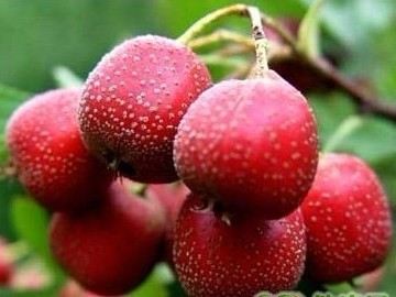 千万别多吃的六大水果