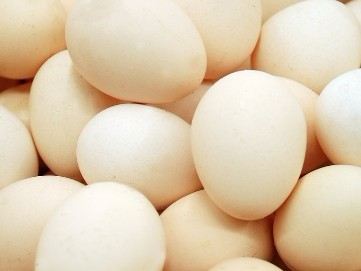 鸡蛋煮着吃最营养 蛋白质都在蛋清里