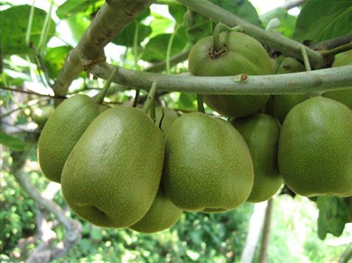 胃不好最好不要多吃这些水果