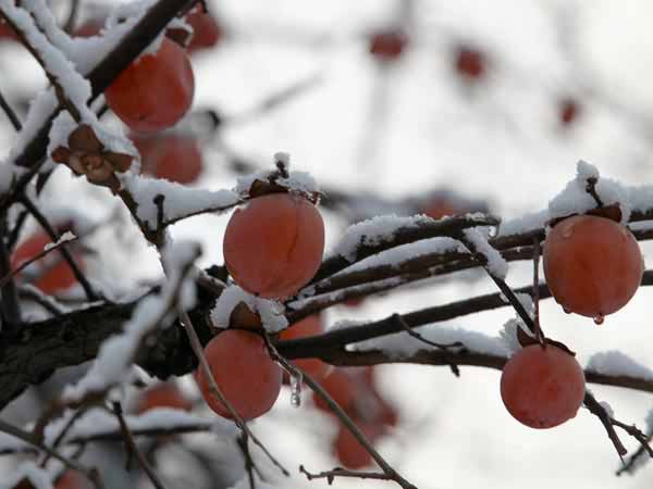 哪些水果不宜空腹食用
