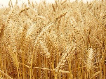 过敏者需警惕:吃面条后运动可能会致命