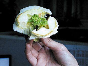 九种菜根的超级营养功效