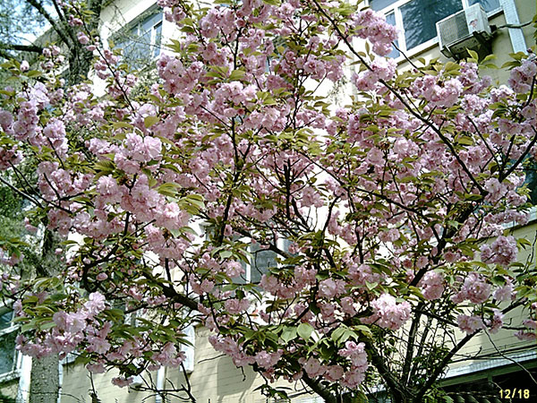 淄博市凯达老年休养中心